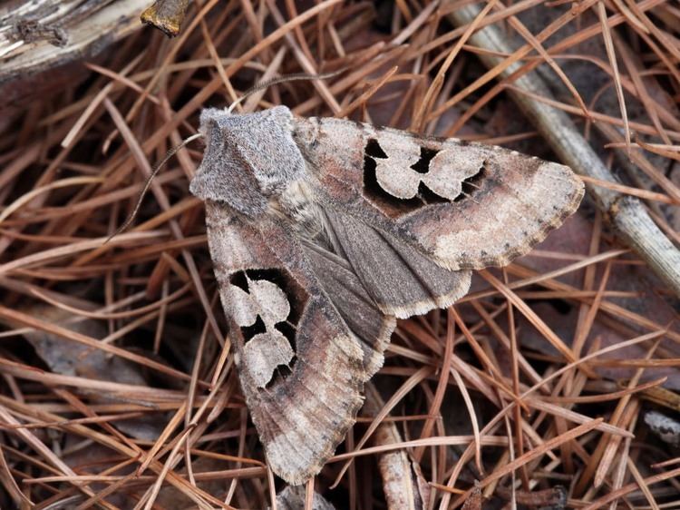 Perigrapha (moth) wwwlepinetfrespecesphotosgrandes04ICINCTUM