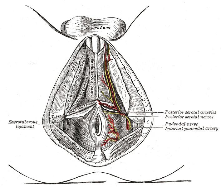 Perineal branches of posterior femoral cutaneous nerve