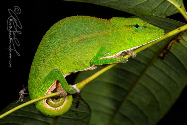 Perinet chameleon Perinet Chameleon or Malagasy sidestriped chameleon Calu Flickr