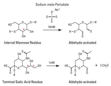 Periodate CarbonylReactive Crosslinker Chemistry Thermo Fisher Scientific