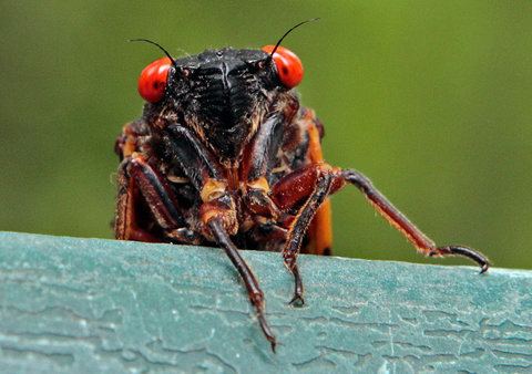 Periodical cicadas 1000 ideas about Periodical Cicadas on Pinterest Bugs and Insects