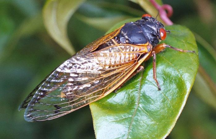 Periodical cicadas wwwmagicicadaorgimagesmagijpg
