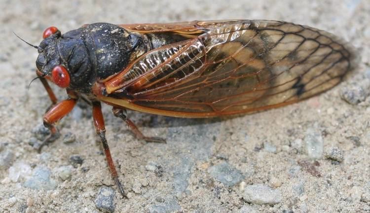 Periodical cicadas Cicada