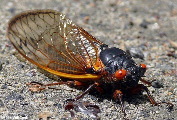 Periodical cicadas Periodical Cicada Magicicada spp