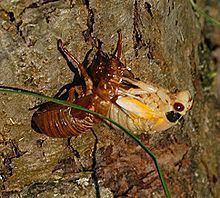 Periodical cicadas Periodical cicadas Wikipedia