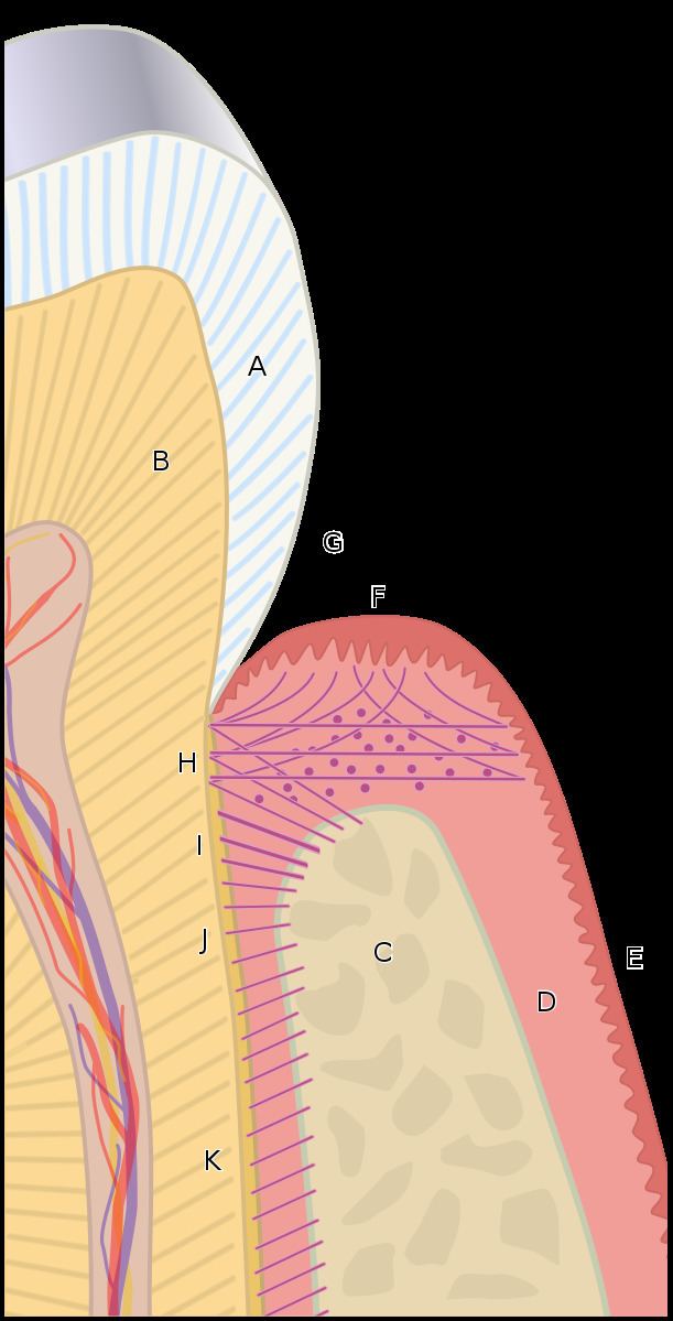 Periodontal fiber