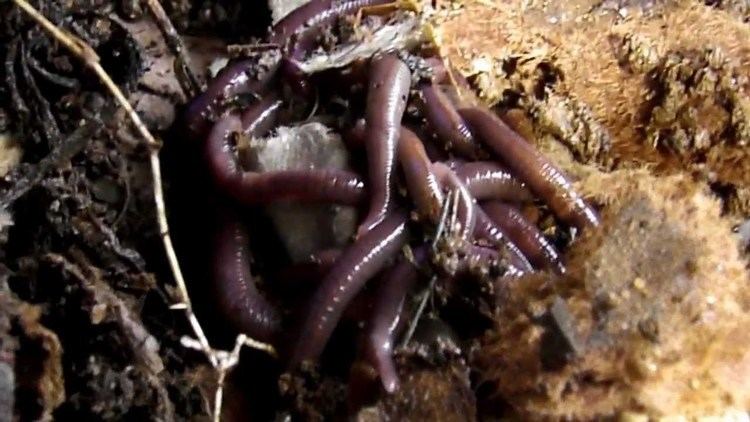 Perionyx excavatus Indian Blue WormsPerionyx excavatus In Worm Bin YouTube