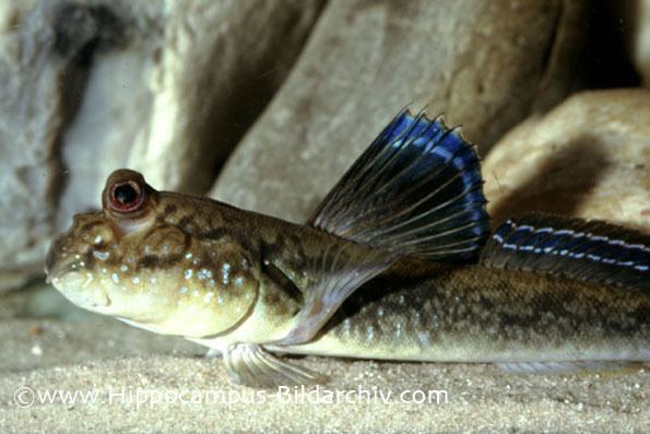 Periophthalmus Periophthalmus barbarus Atlantic Mudskipper Seriously Fish