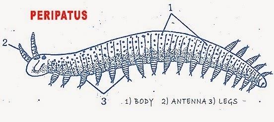 Peripatus ONYCHOPHORA PERIPATUSSTRUCTUREAFFINITIES BIOZOOM