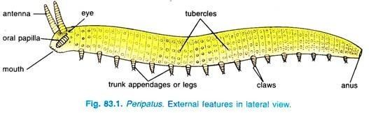 Peripatus Peripatus Habitat Sense Organs and Development Onychophora