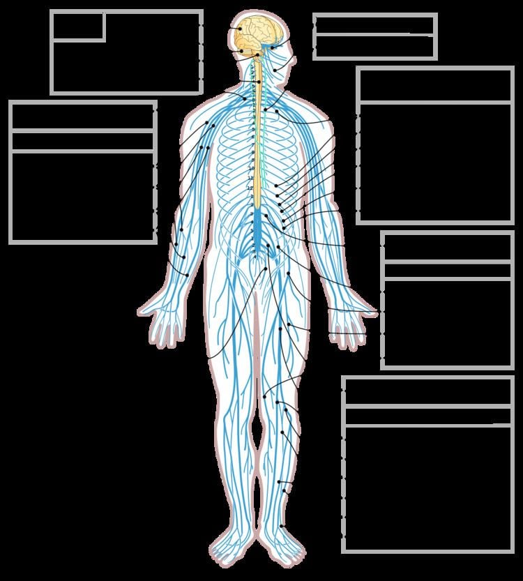 Peripheral nervous system