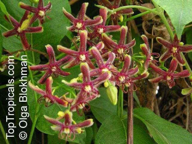 Periploca (plant) Periploca graeca Silk vine TopTropicalscom