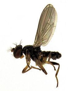 Periscelididae httpsuploadwikimediaorgwikipediacommonsthu