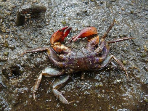 Perisesarma Facebanded Crab