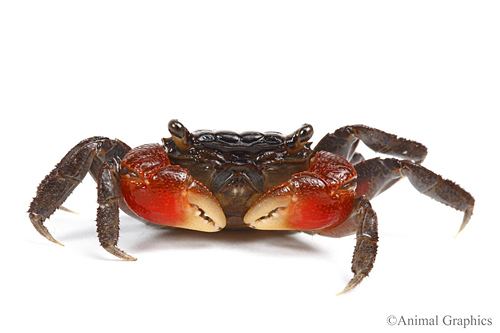 Perisesarma bidens red claw crab reg perisesarma bidens Segrest Farms