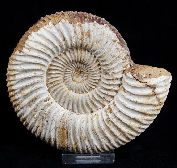 Perisphinctes 4 12 Inch Perisphinctes Ammonite Jurassic For Sale 1943