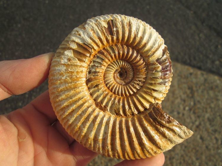 Perisphinctes Perisphinctes Ammonite