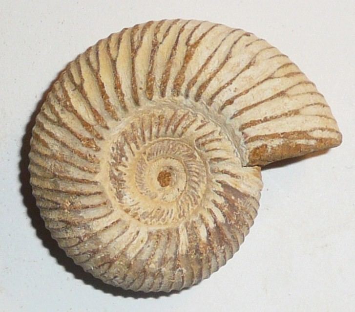 Perisphinctes Collectables amp Curios Ammonite Perisphinctes
