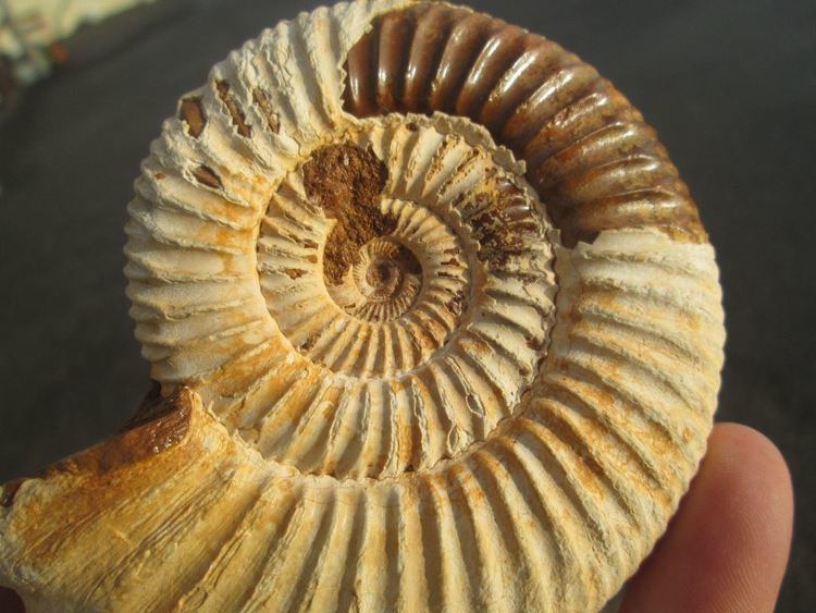 Perisphinctes Perisphinctes Ammonite