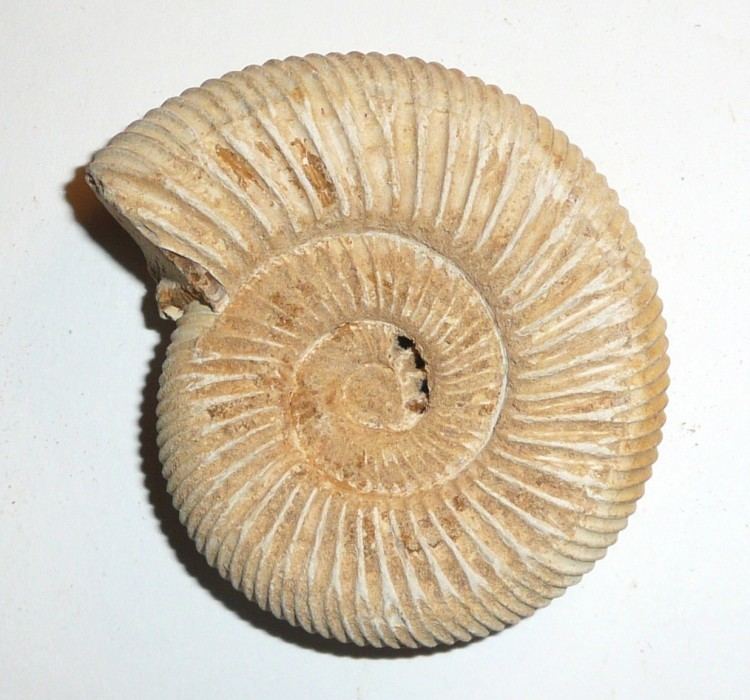 Perisphinctes Recently Sold Fossils Perisphinctes ammonites