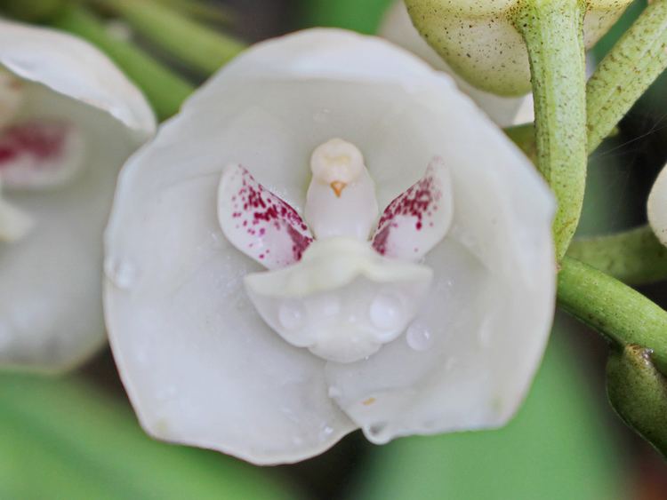Peristeria (plant) Orquidea paloma Dove orchid Peristeria elata a photo on Flickriver