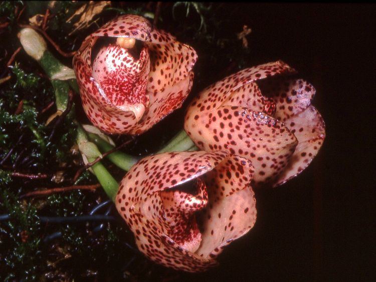 Peristeria (plant) httpsuploadwikimediaorgwikipediacommonsff
