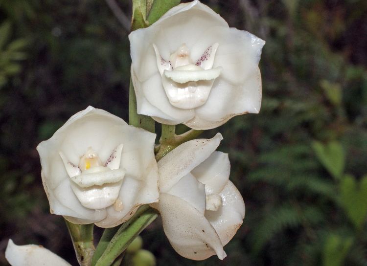 Peristeria (plant) Smithsonian Tropical Research InstitutePeristeria elata
