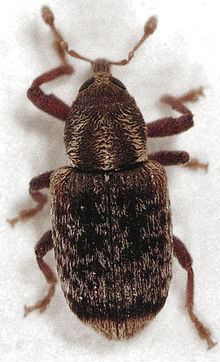 Peristoreus flavitarsis httpsuploadwikimediaorgwikipediacommonsthu