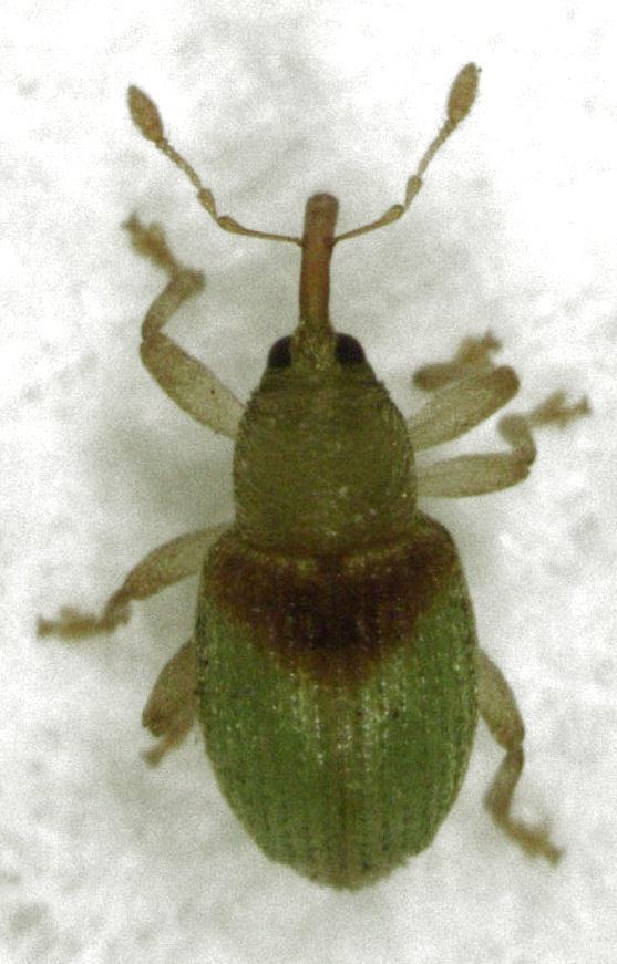Peristoreus viridipennis