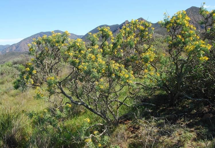 Peritoma arborea Bladderpod Native Plants CSU Channel Islands