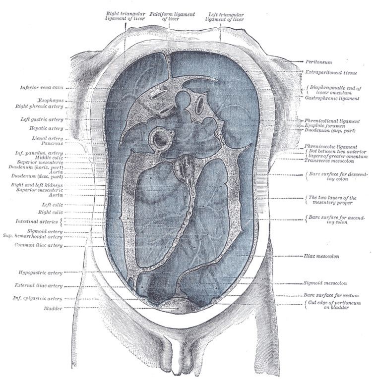 Peritoneal recesses