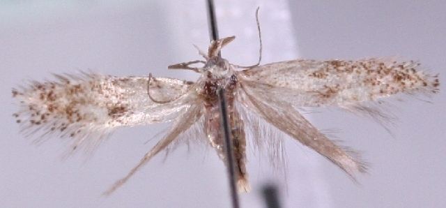 Perittia sibirica