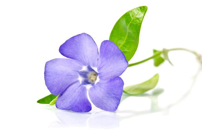 Periwinkle (color) Periwinkle Flower Meaning Flower Meaning
