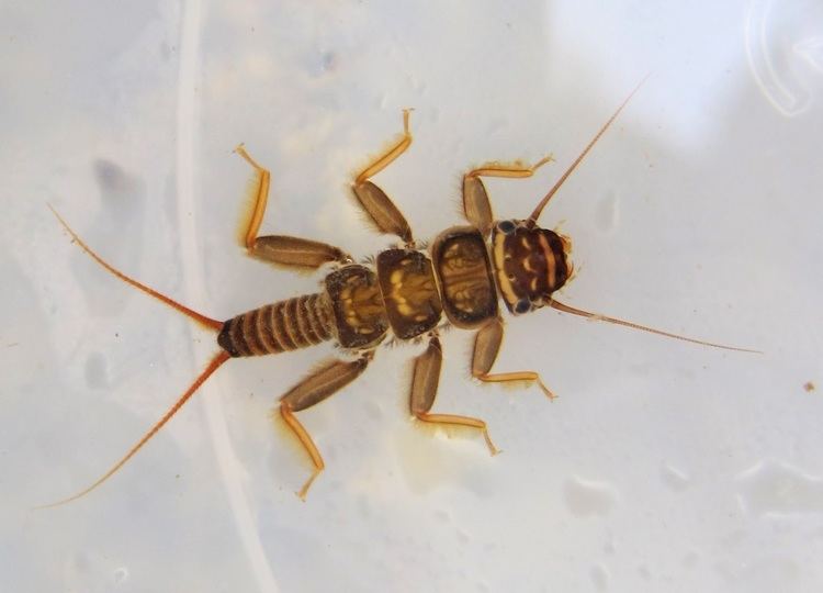 Perlidae Aquatic Insects of Central Virginia Common Stoneflies family