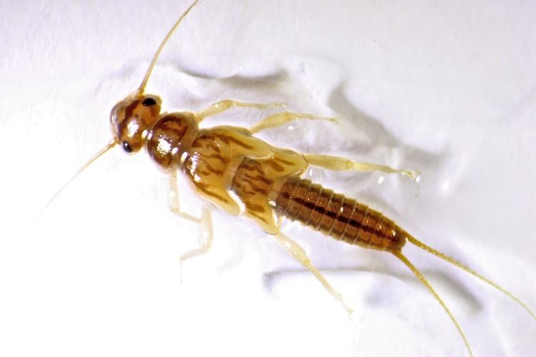 Perlodidae Aquatic Insects of Central Virginia Perlodid Stoneflies family