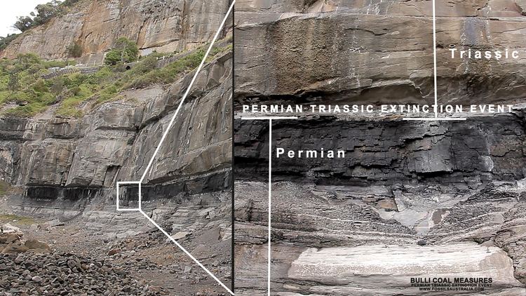 Permian–Triassic extinction event Bulli Coal permian triassic extinction event fossilsaustraliacom