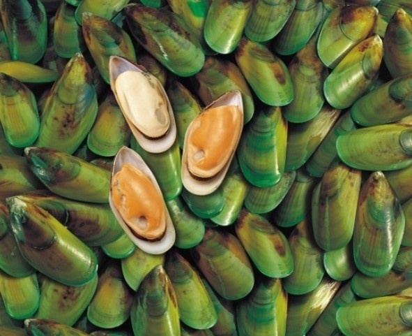 Perna canalicula GREENSHELL MUSSELS The New Zealand greenlipped mussel also known