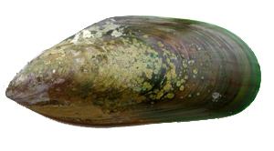 Perna canalicula Green Mussels in Florida Perna Species