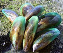 Perna canalicula Green Mussel Extract Immuno Research