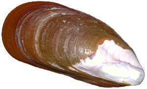 Perna (genus) Green Mussels in Florida Perna Species