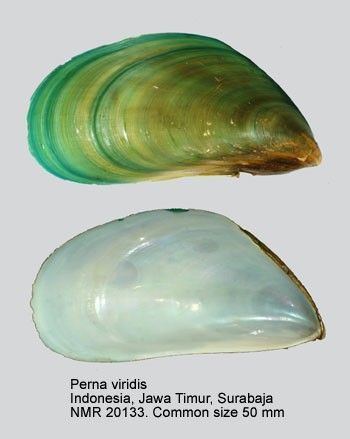 Perna (genus) NEMESIS Database Species Summary