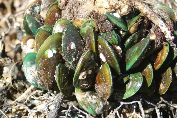 Perna viridis Perna viridis Asian green mussel Mytilus viridis