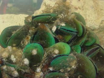 Perna viridis green mussel Perna viridis FactSheet