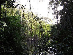 Pernambuco coastal forests httpsuploadwikimediaorgwikipediacommonsthu