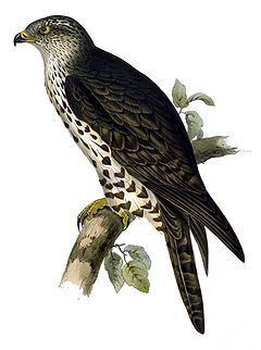 Pernis (bird) httpsuploadwikimediaorgwikipediacommonsthu
