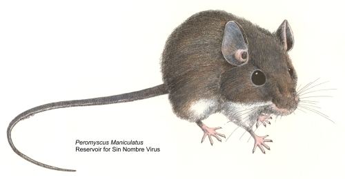 Peromyscus maniculatus Peromyscus maniculatus North American deer mouse