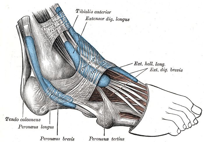 Peroneus tertius