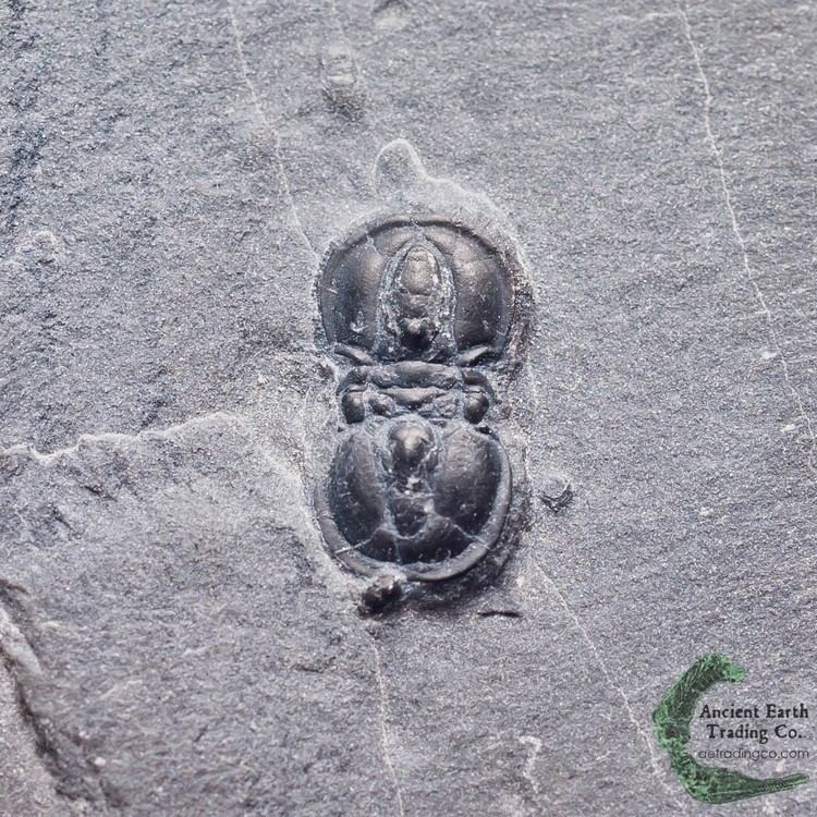 Peronopsis Peronopsis interstrictus Blind Agnostid Trilobite Fossil