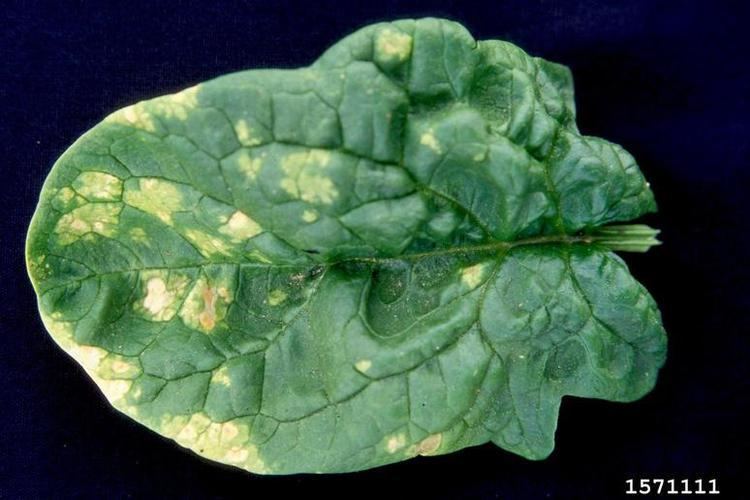 Peronospora farinosa downy mildew Peronospora farinosa on spinach Spinacia oleracea