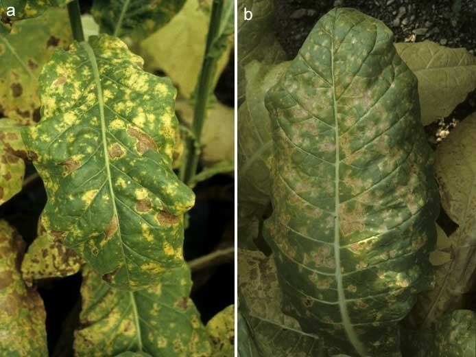 Peronospora hyoscyami f.sp. tabacina Tobacco Peronospora hyoscyami fsp tabacina mildew